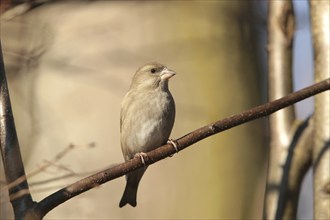 Greenfinch (Carduelis chloris) on a twig