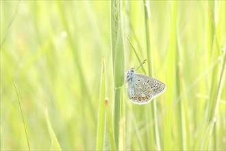 Common Blue Butterfly on a spring meadow, May, Poland, Europe