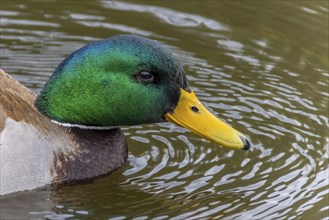 A close-up of the head of a male mallard duck, known scientifically as Anas platyrhynchos,