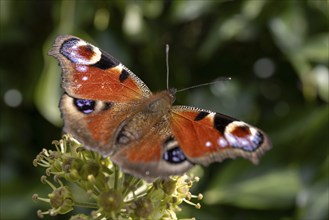 Peacock butterfly (Aglais io) on flower, St Abbs, Scottish Borders, Scotland, Great Britain