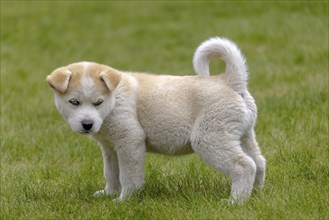 A Huskita, a mix of Akita and Husky, stands in the grass. The fluffy puppy has a coat of brown and