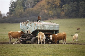 Cow comes to drink water at the drinking tank