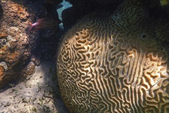 Brain coral in the bottom of the sea, Marine life