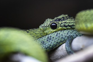 Great Lakes bush viper (Atheris nitschei) is twisted around the branch