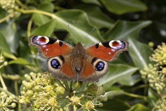 Peacock butterfly (Aglais io) on flower, St Abbs, Scottish Borders, Scotland, Great Britain