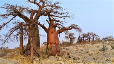 Baobab, Adansonia digitata, Kubu Island, White Sea of Salt, Lekhubu, Makgadikgadi Pans National