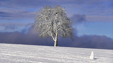 Snow-covered, lonely tree with snowman