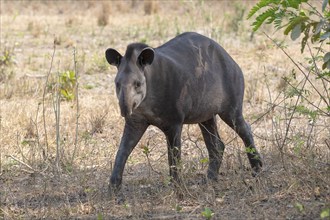 Lowland tapir (Tapirus terrestris), eye contact, Pantanal, inland, wetland, UNESCO Biosphere