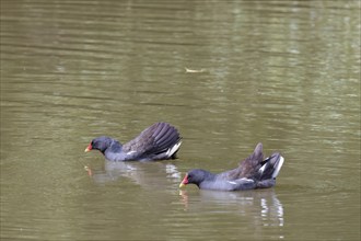 Common Moorhens, Gallinula chloropus, swimming across a lake