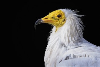 View of a egyptian vulture (Neophron percnopterus) isolated on black background