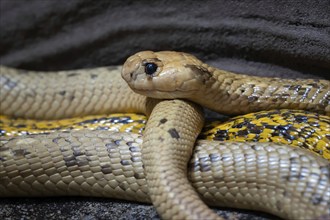 Cape cobra (Naja nivea) observes the surroundings