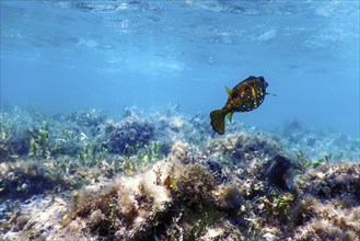 Yellow boxfish (Ostracion cubicus) Underwater, Marine life