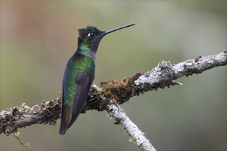 Violet-crowned Brilliant Hummingbird (Eugenes fulgens), Parque National Los Quetzales, Costa Rica,