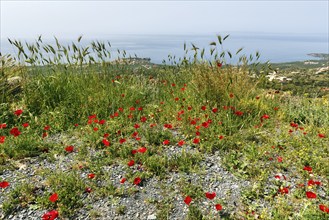 Coastline in spring, poppy blossom, Pyrgos, Mani, Messinian Gulf, Ionian Sea, Greece, Europe