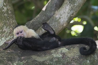 White-shouldered capuchin monkey (Cebus capucinus), Manuel Antonio National Park, Costa Rica,