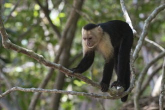 White-shouldered capuchin monkey (Cebus capucinus), Manuel Antonio National Park, Costa Rica,