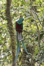 Quetzal (Pharomachrus mocinno), Reserva biologica Bosque Nubosa, Costa Rica, Central America