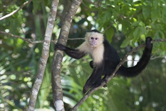 White-shouldered capuchin monkey (Cebus capucinus), Manuel Antonio National Park, Costa Rica,