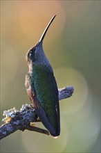 Violet-crowned Brilliant Hummingbird (Eugenes fulgens), Parque National Los Quetzales, Costa Rica,