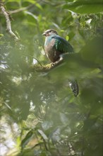 Quetzal (Pharomachrus mocinno), female, Reserva biologica Bosque Nubosa, Costa Rica, Central