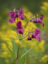 Himalayan Balsam (Impatiens glandulifera), flowers against a yellow background, Hessen, Germany,