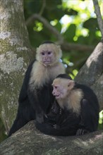 White-shouldered capuchin monkeys (Cebus capucinus), Manuel Antonio National Park, Costa Rica,