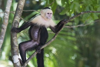 White-shouldered capuchin monkey (Cebus capucinus), Manuel Antonio National Park, Costa Rica,