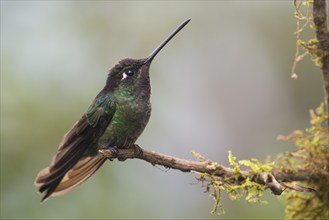 Violet-crowned Brilliant Hummingbird (Eugenes fulgens), Parque National Los Quetzales, Costa Rica,