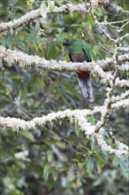 Quetzal (Pharomachrus mocinno), female, Parque National Los Quetzales, Costa Rica, Central America