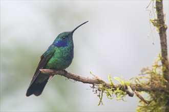 Small violet-eared hummingbird (Colibri thalassinus), Parque National Los Quetzales, Costa Rica,