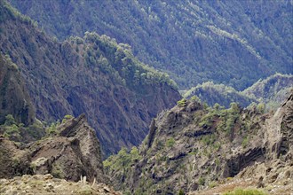 Deep gorge surrounded by forested mountains and steep cliffs, Caldera de Taburiente, La Palma,