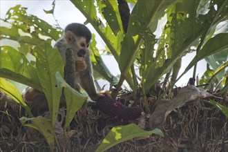 Central American squirrel monkey (Saimiri oerstedii), Manuel Antonio National Park, Costa Rica,