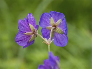 Meadow cranesbill (Geranium pratense), two blossoms and dewdrops on the petals, Hessen, Germany,