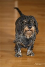 Rough-haired dachshund, male, 3 years, lying on parquet floor, Stuttgart, Baden-Württemberg,