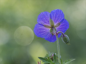 Meadow cranesbill (Geranium pratense), single blossom with dewdrops on its petals, photographed