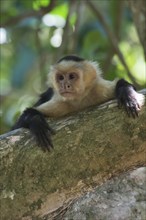 White-shouldered capuchin monkey (Cebus capucinus), Manuel Antonio National Park, Costa Rica,