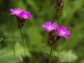 Carthusian Pink wild carnation (Dianthus carthusianorum) flowers, growing on a meadow, Hessen,