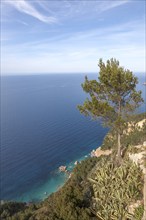 Aleppo pine, north-west coast, Majorca, Balearic Islands, Spain, Europe