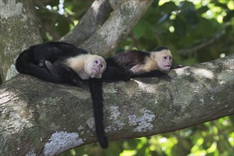 White-shouldered capuchin monkeys (Cebus capucinus), Manuel Antonio National Park, Costa Rica,