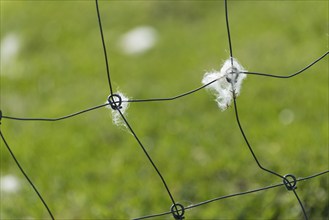 Sheep's wool on a fence, Mykines, Útoyggjar, Faroe Islands, Denmark, Europe