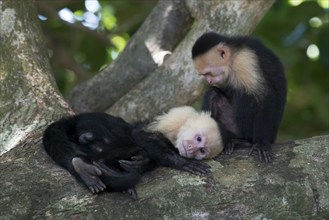 White-shouldered capuchin monkeys (Cebus capucinus), Manuel Antonio National Park, Costa Rica,