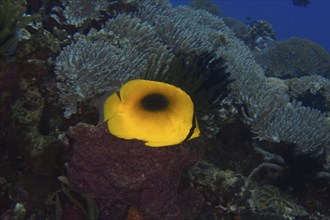 Bright yellow fish, Malayan one-spot butterflyfish (Chaetodon speculum), swimming alone on a coral