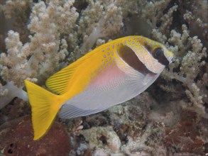 Yellow fish, headband rabbitfish (Siganus virgatus), swimming near soft corals, dive site Close