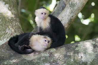 White-shouldered capuchin monkeys (Cebus capucinus), Manuel Antonio National Park, Costa Rica,