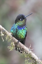 Fire-throated hummingbird (Panterpe insignis), Parque National Los Quetzales, Costa Rica, Central