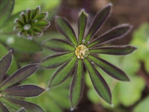 Garden Lupin (Lupinus), leaves with water droplets, Hessen, Germany, Europe