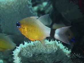 Yellow fish with black stripe, black-banded cardinalfish, sun cardinalfish (Ostorhinchus aureus)