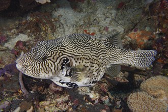 Map pufferfish (Arothron mappa) swimming along a reef on a seabed, dive site SD, Nusa Ceningan,