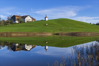 A lake reflects a house and a chapel on a green hill, cows, Hegratsrieder See near Füssen,