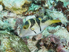 A pufferfish with a striking pattern, saddle point pufferfish (Canthigaster valentini), swimming